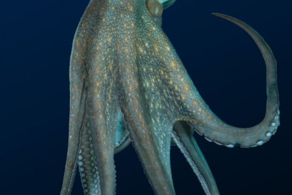 Kraken shop